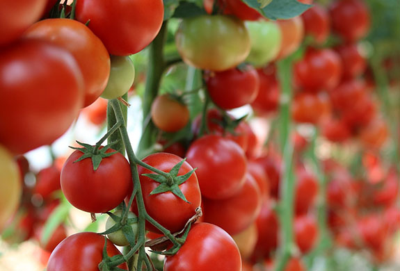 Cultivo de tomates Química Masul