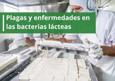 Plagas y enfermedades en las bacterias lácteas