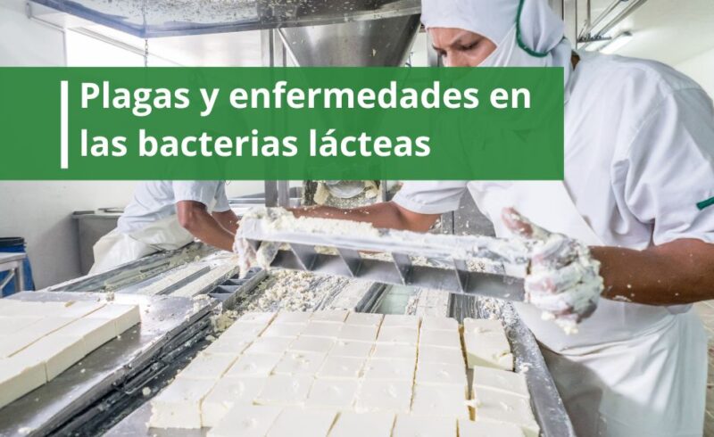 plagas-y-enfermedades-en-las-bacterias-lácteas