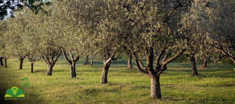 impacto-del-cambio-climatico-en-la-produccion-del-aceite-de-oliva