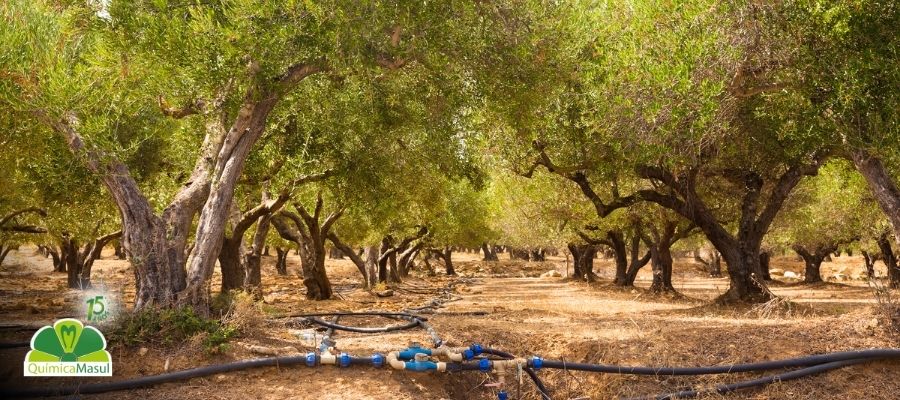 Ventajas-del-riego-por-goteo-en-cultivos-de-olivo