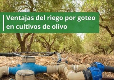 Ventajas del riego por goteo en cultivos de olivo