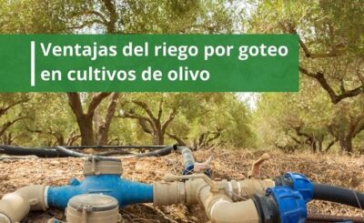 Ventajas-del-riego-por-goteo-en-cultivos-de-olivo