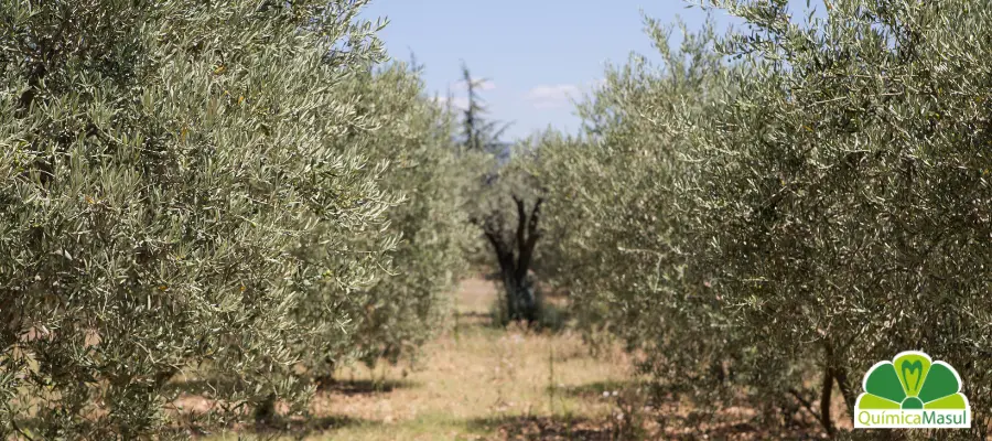 protocolos-almazara-limpieza-navidad